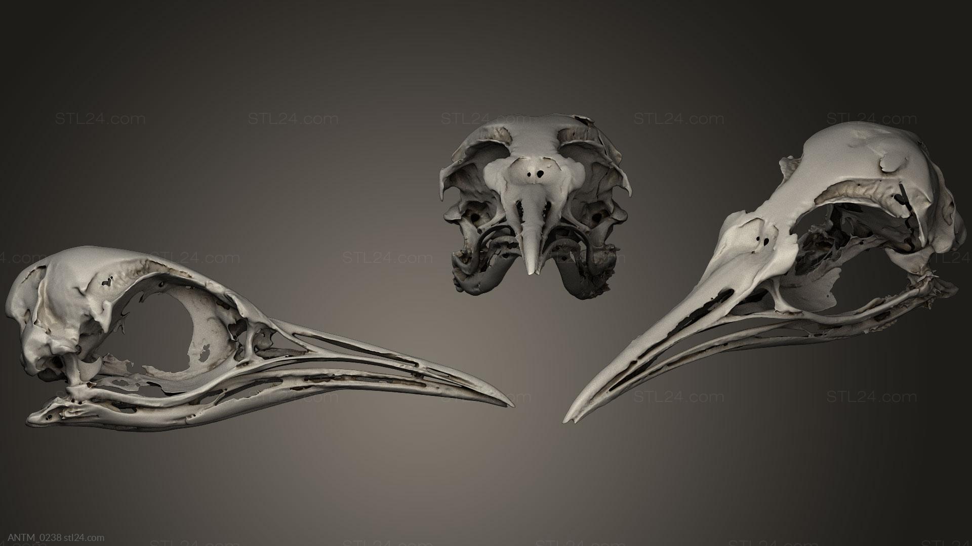 Анатомия скелеты и черепа - Черепа животных 0211, ANTM_0238 | 3D модель для  ЧПУ станка